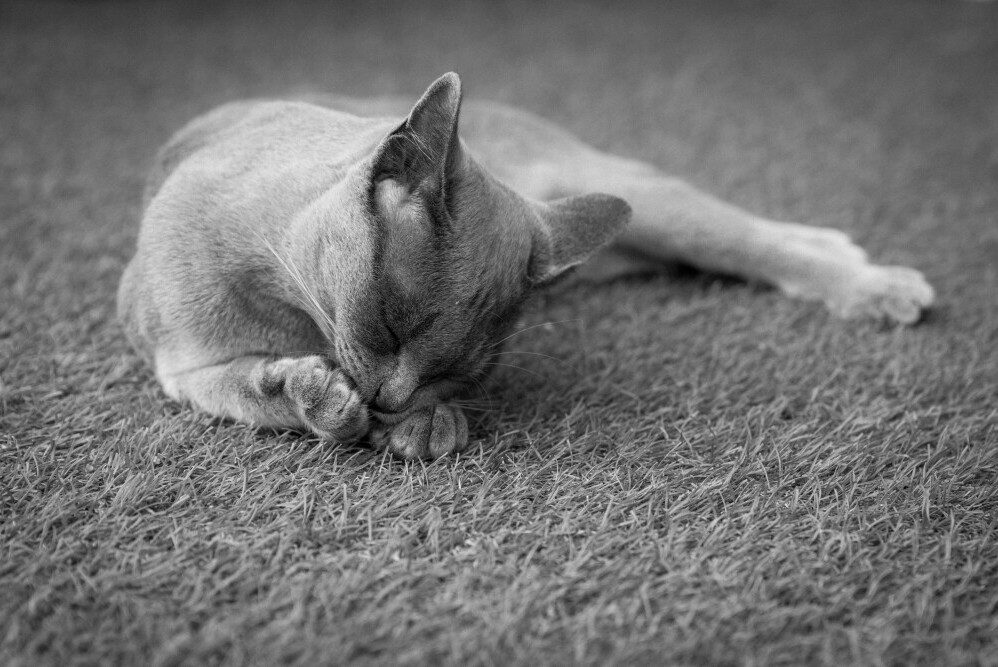 carpet 4