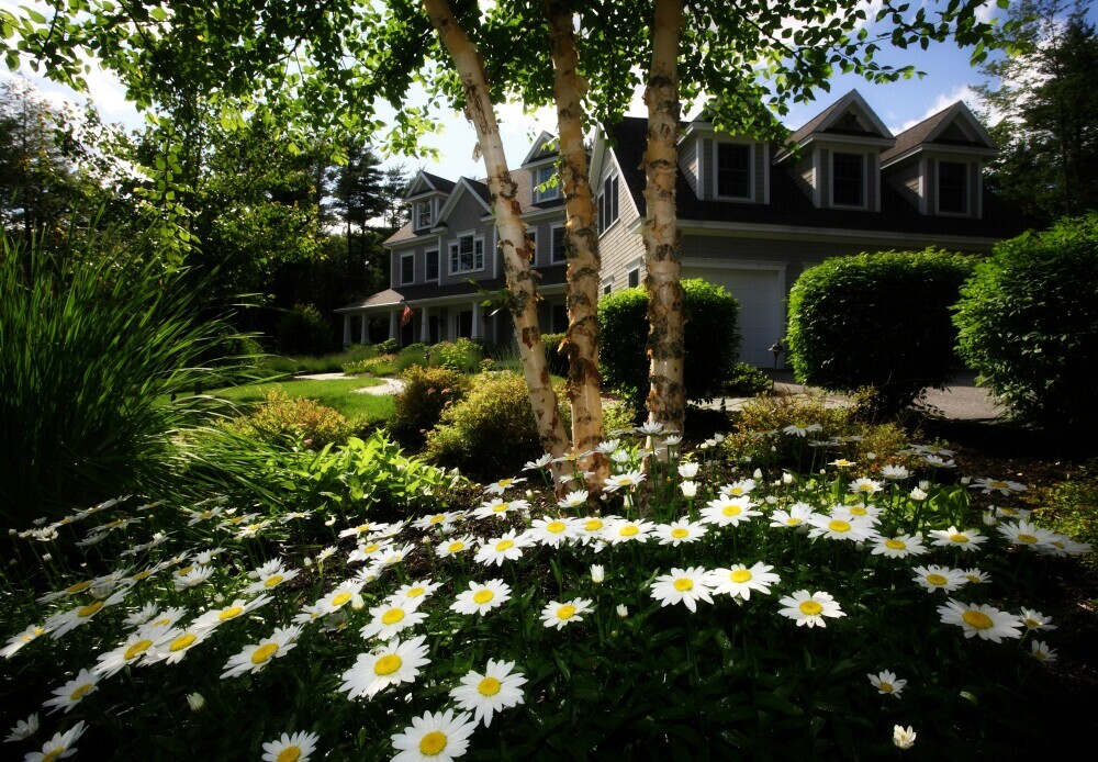 tree in garden